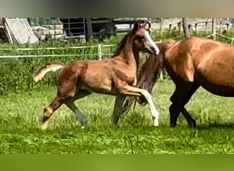 Oldenburg, Stallion, Foal (02/2024), Chestnut