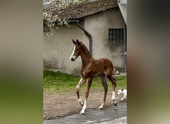 Oldenburg, Stallion, , Chestnut