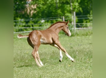 Oldenburg, Stallion, , Chestnut
