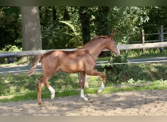 Oldenburg, Stallion, Foal (03/2025), Chestnut