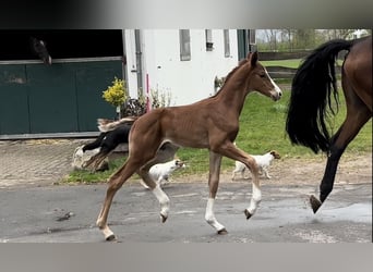 Oldenburg, Stallion, , Chestnut
