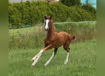 Oldenburg, Stallion, Foal (03/2025), Chestnut