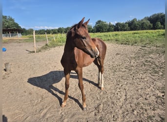 Oldenburg, Stallion, Foal (03/2025), Chestnut