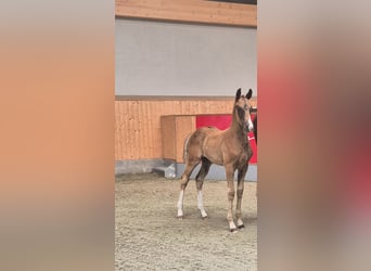 Oldenburg, Stallion, , Chestnut