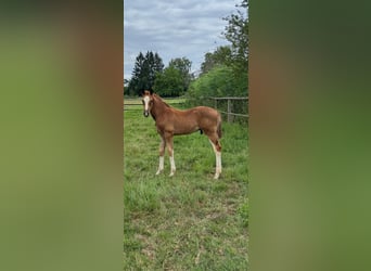 Oldenburg, Stallion, , Chestnut
