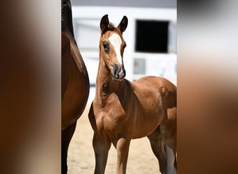 Oldenburg, Stallion, , Chestnut
