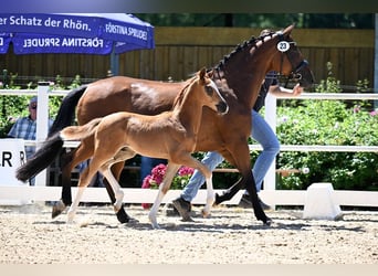 Oldenburg, Stallion, , Chestnut