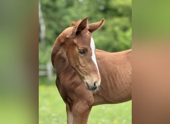 Oldenburg, Stallion, , Chestnut