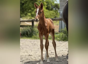 Oldenburg, Stallion, , Chestnut
