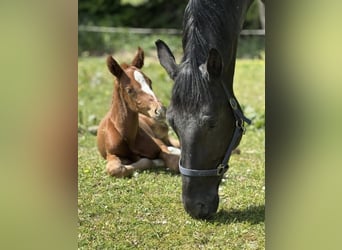 Oldenburg, Stallion, , Chestnut