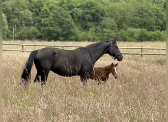 Oldenburg, Stallion, , Chestnut