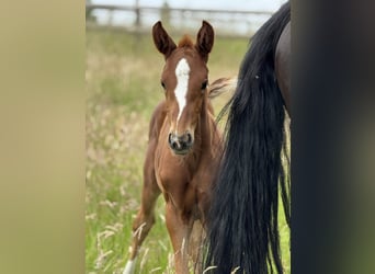 Oldenburg, Stallion, , Chestnut