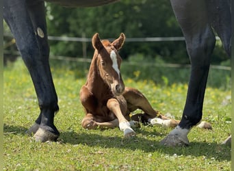 Oldenburg, Stallion, , Chestnut