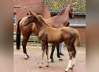 Oldenburg, Stallion, Foal (04/2025), Chestnut