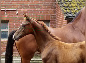 Oldenburg, Stallion, Foal (04/2025), Chestnut
