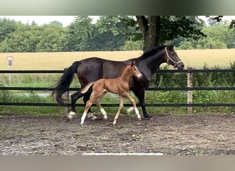 Oldenburg, Stallion, Foal (07/2024), Chestnut