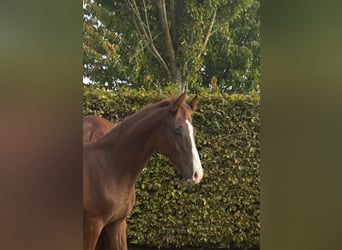Oldenburg, Stallion, Foal (04/2026), Chestnut