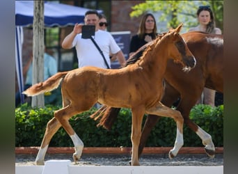 Oldenburg, Stallion, Foal (04/2026), Chestnut