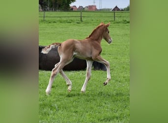 Oldenburg, Stallion, Foal (04/2024), Chestnut