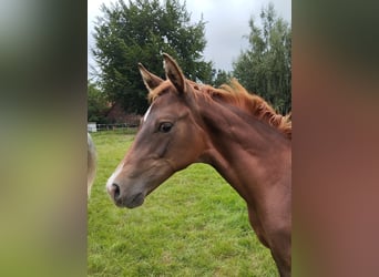 Oldenburg, Stallion, Foal (04/2024), Chestnut