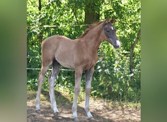 Oldenburg, Stallion, Foal (04/2024), Chestnut