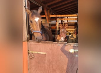 Oldenburg, Stallion, Foal (04/2024), Chestnut