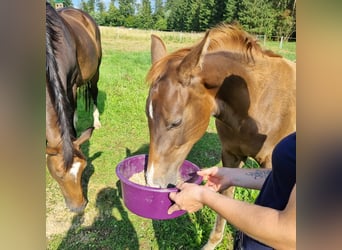 Oldenburg, Stallion, Foal (04/2024), Chestnut