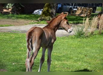 Oldenburg, Stallion, Foal (04/2024), Chestnut