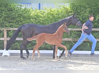 Oldenburg, Stallion, Foal (04/2025), Chestnut