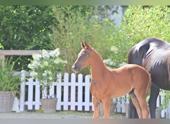 Oldenburg, Stallion, Foal (04/2025), Chestnut