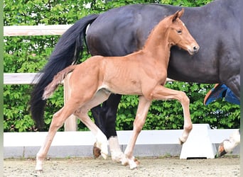 Oldenburg, Stallion, Foal (04/2026), Chestnut