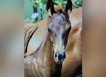 Oldenburg, Stallion, Foal (04/2026), Chestnut