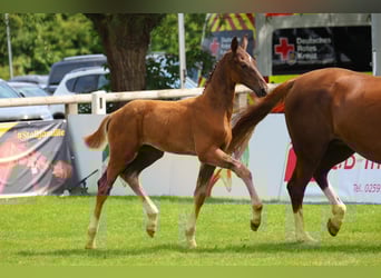 Oldenburg, Stallion, Foal (04/2025), Chestnut