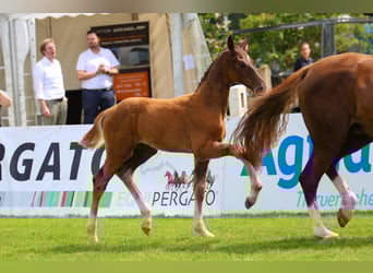 Oldenburg, Stallion, Foal (04/2025), Chestnut