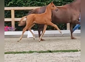 Oldenburg, Stallion, Foal (04/2024), Chestnut