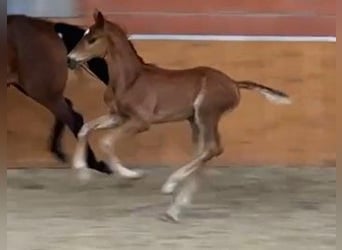 Oldenburg, Stallion, Foal (06/2024), Chestnut-Red