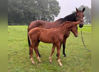 Oldenburg, Stallion, Foal (06/2024), Chestnut-Red