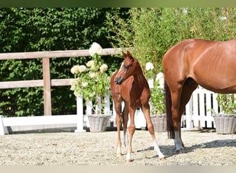 Oldenburg, Stallion, Foal (06/2025), Chestnut-Red
