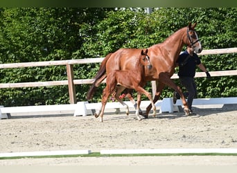 Oldenburg, Stallion, Foal (06/2025), Chestnut-Red
