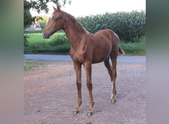 Oldenburg, Stallion, Foal (03/2024), Chestnut-Red