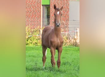 Oldenburg, Stallion, Foal (03/2024), Chestnut-Red