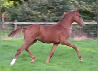 Oldenburg, Stallion, Foal (03/2024), Chestnut-Red