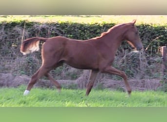 Oldenburg, Stallion, Foal (03/2024), Chestnut-Red