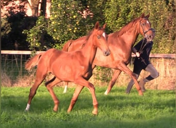 Oldenburg, Stallion, Foal (03/2024), Chestnut-Red