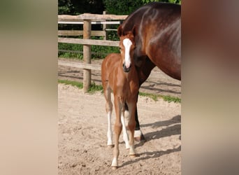 Oldenburg, Stallion, , Chestnut-Red
