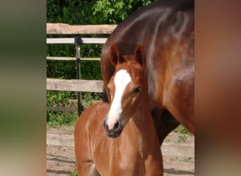 Oldenburg, Stallion, , Chestnut-Red