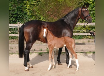 Oldenburg, Stallion, , Chestnut-Red