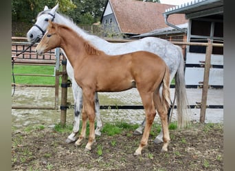 Oldenburg, Stallion, Foal (05/2025), Chestnut-Red