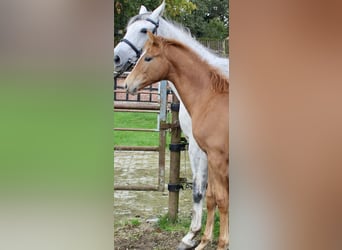 Oldenburg, Stallion, Foal (05/2025), Chestnut-Red