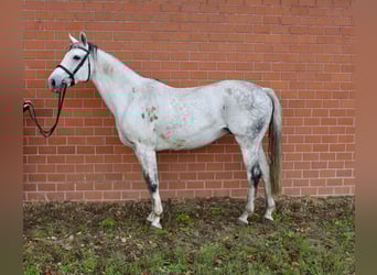 Oldenburg, Stallion, Foal (05/2025), Chestnut-Red